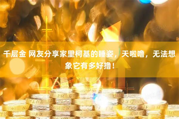 千层金 网友分享家里柯基的睡姿，天啦噜，无法想象它有多好撸！